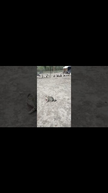 Three cats have been playing in the paddock 5th November 2022