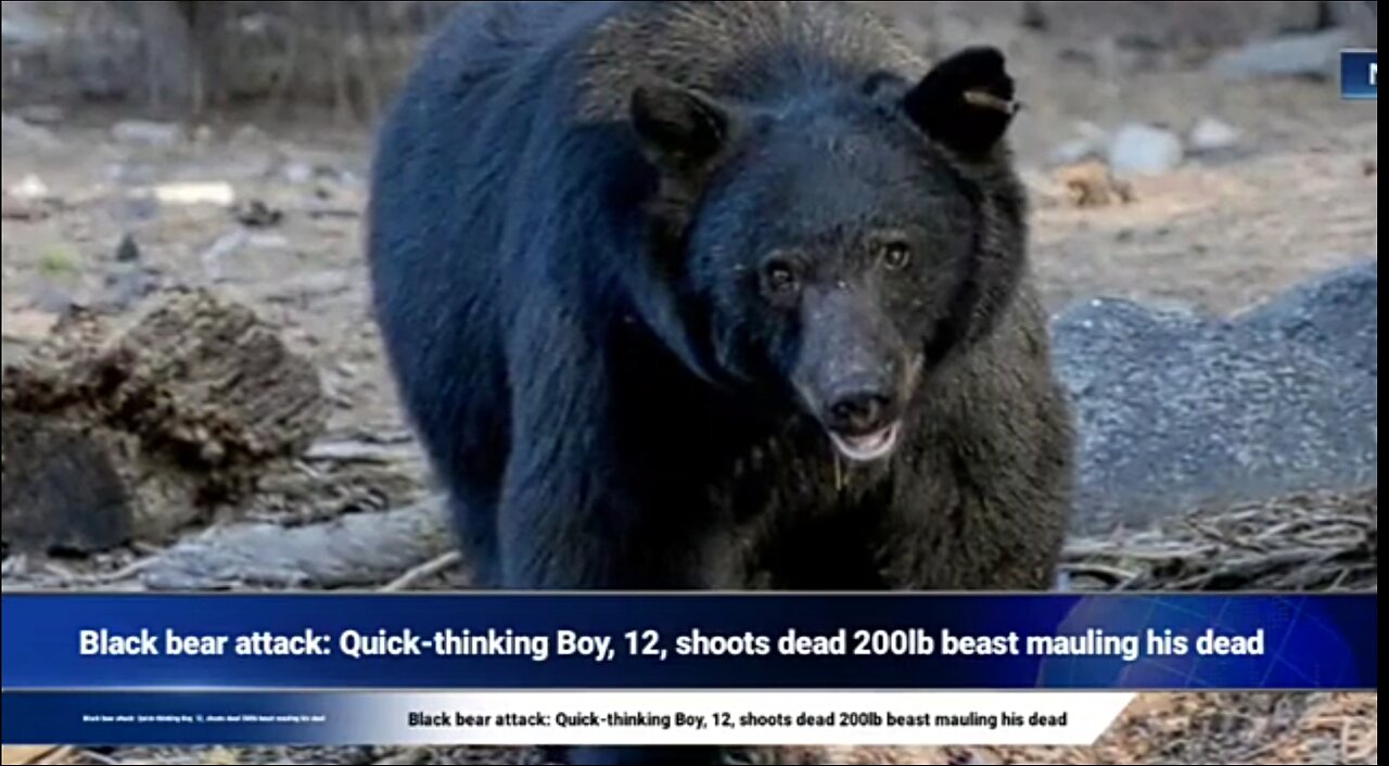 Wisconsin boy, 12, shoots bear as it mauls his father