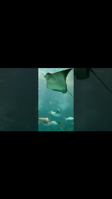 Magnificent creatures. #shorts #subscribe