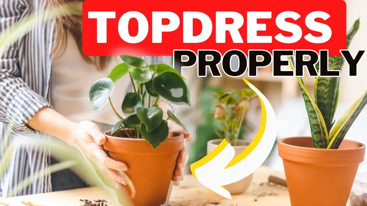 Fixing Compacted Potting Soil Without Repotting. How To Top Dress A Houseplant.