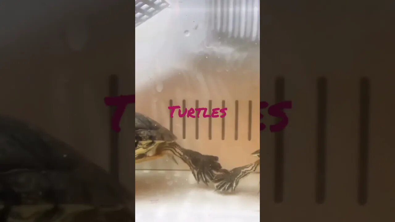 - Turtles -