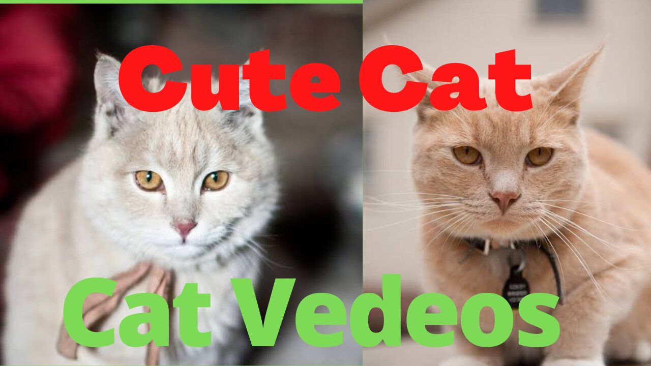 Cat Vedeos, Pet Cat