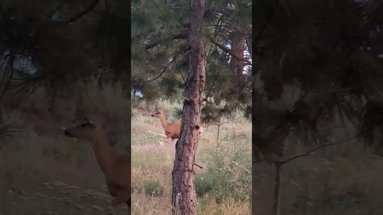 #shorts #deer #wildlife