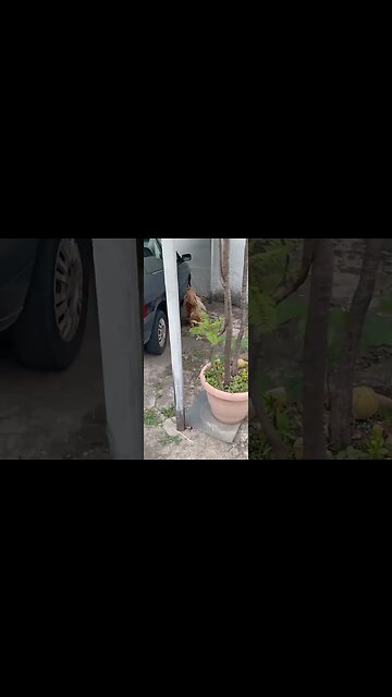 #dogshow , #animals , #dogs , #shorts