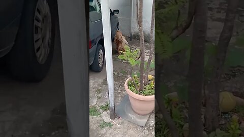 #dogshow , #animals , #dogs , #shorts