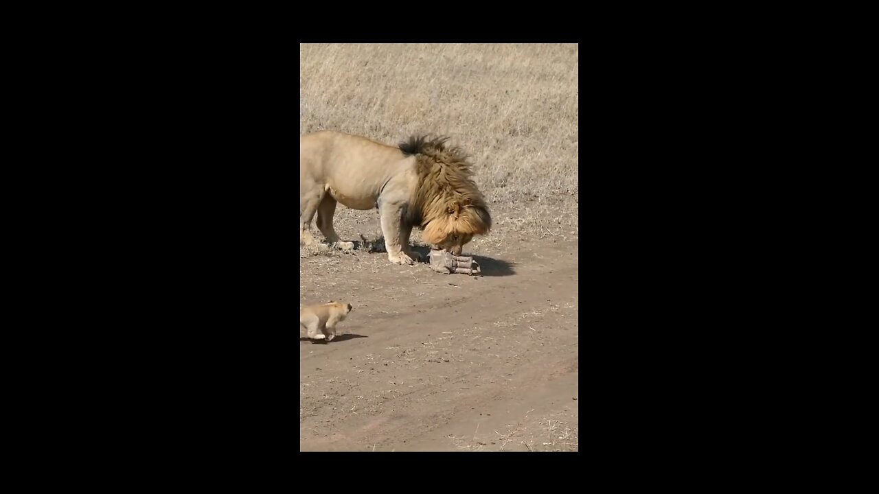 Male Lion meets his cute cubs for the first time cute