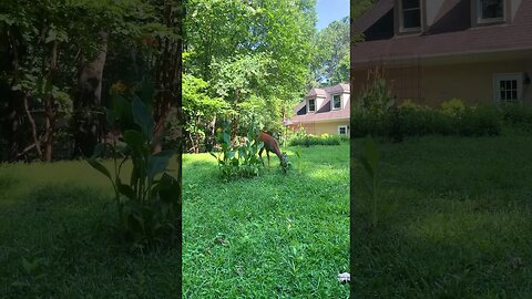 #outdoors #deer #relaxed #healthy #freedom #nature