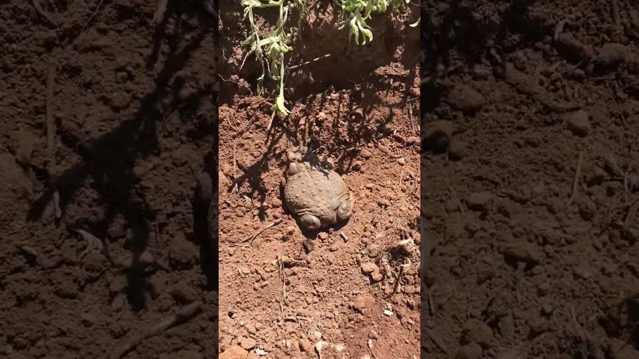 Large Toad vs. Stinker Bug Rainbow, CA