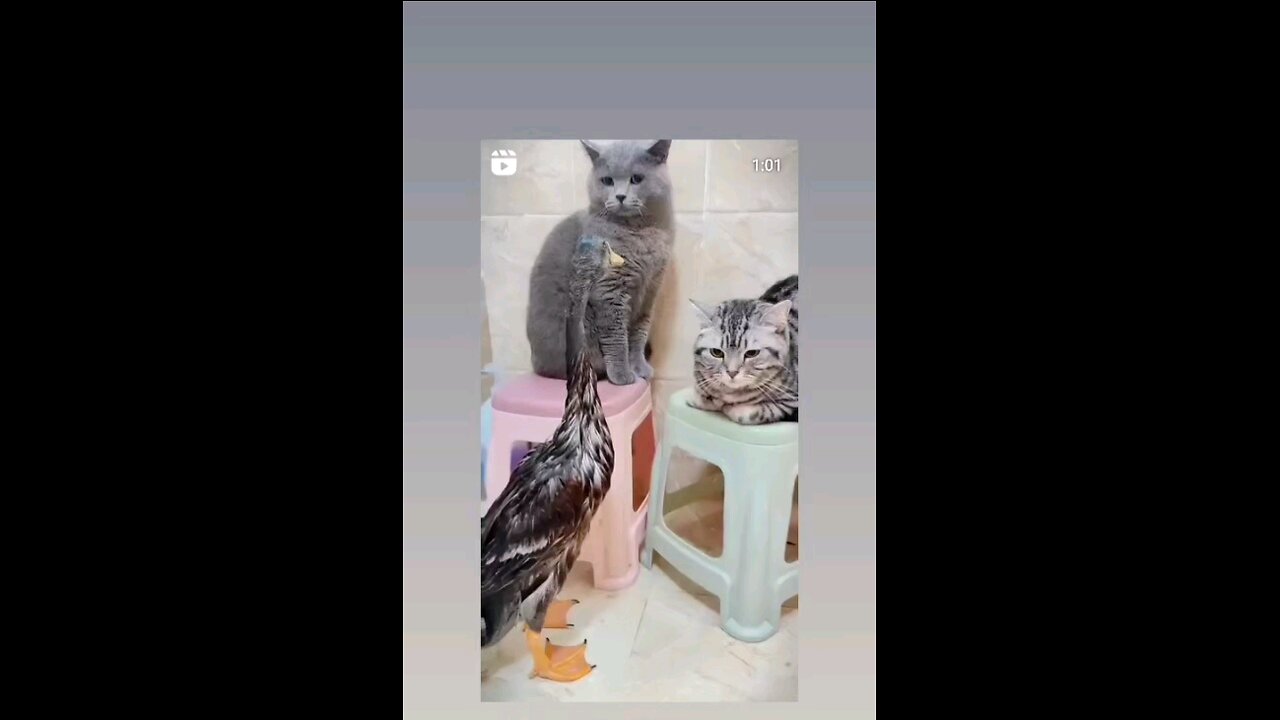 cat with ducks