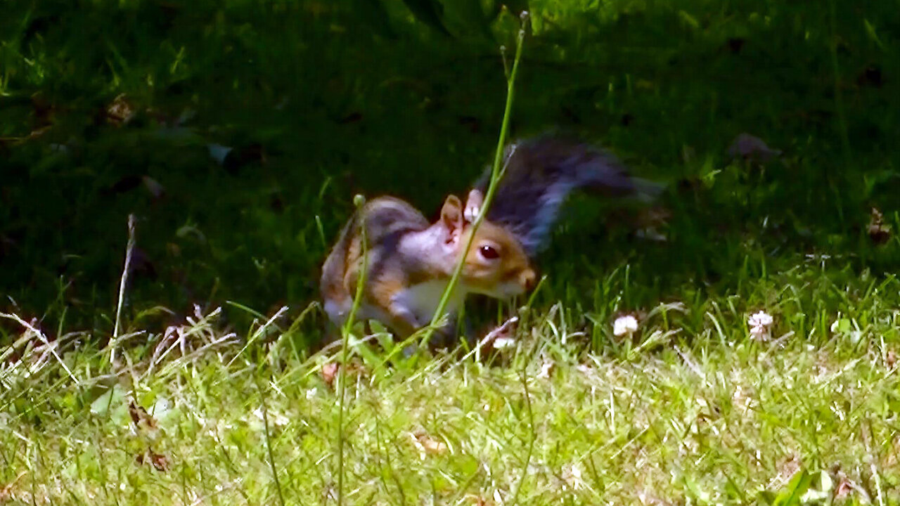 IECV NV #637 - 👀 Squirrel Under The Weeping Willow Tree 🐿️6-18-2018