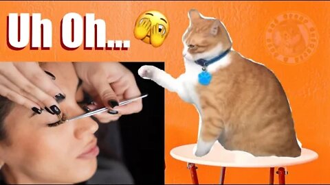 Funny Cat Videos Compilation (#3) 😹 Try Not to LAUGH! (Funny Cat Videos)