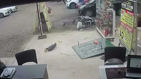 Animals CAUGHT Causing A Public Disturbance