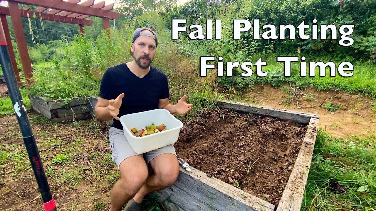 Fall Planting First Time, and Tomato Pruning I Garden Update