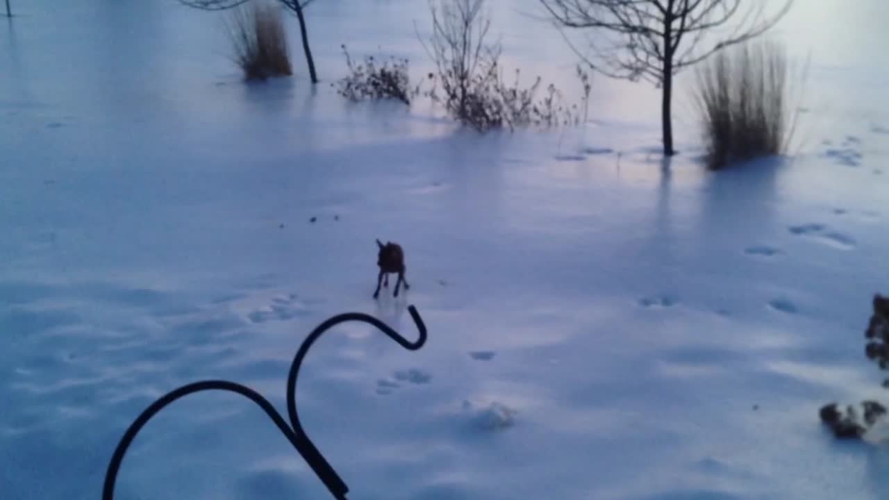 Doggo on Ice!