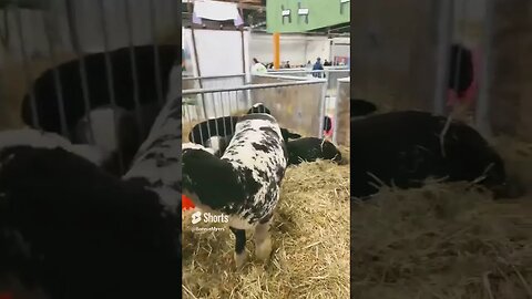 Unusual Looking Oreo Sheep