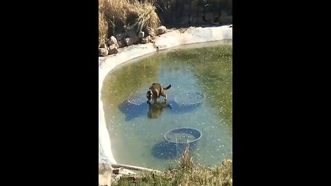 Cat chasing fish under the ice