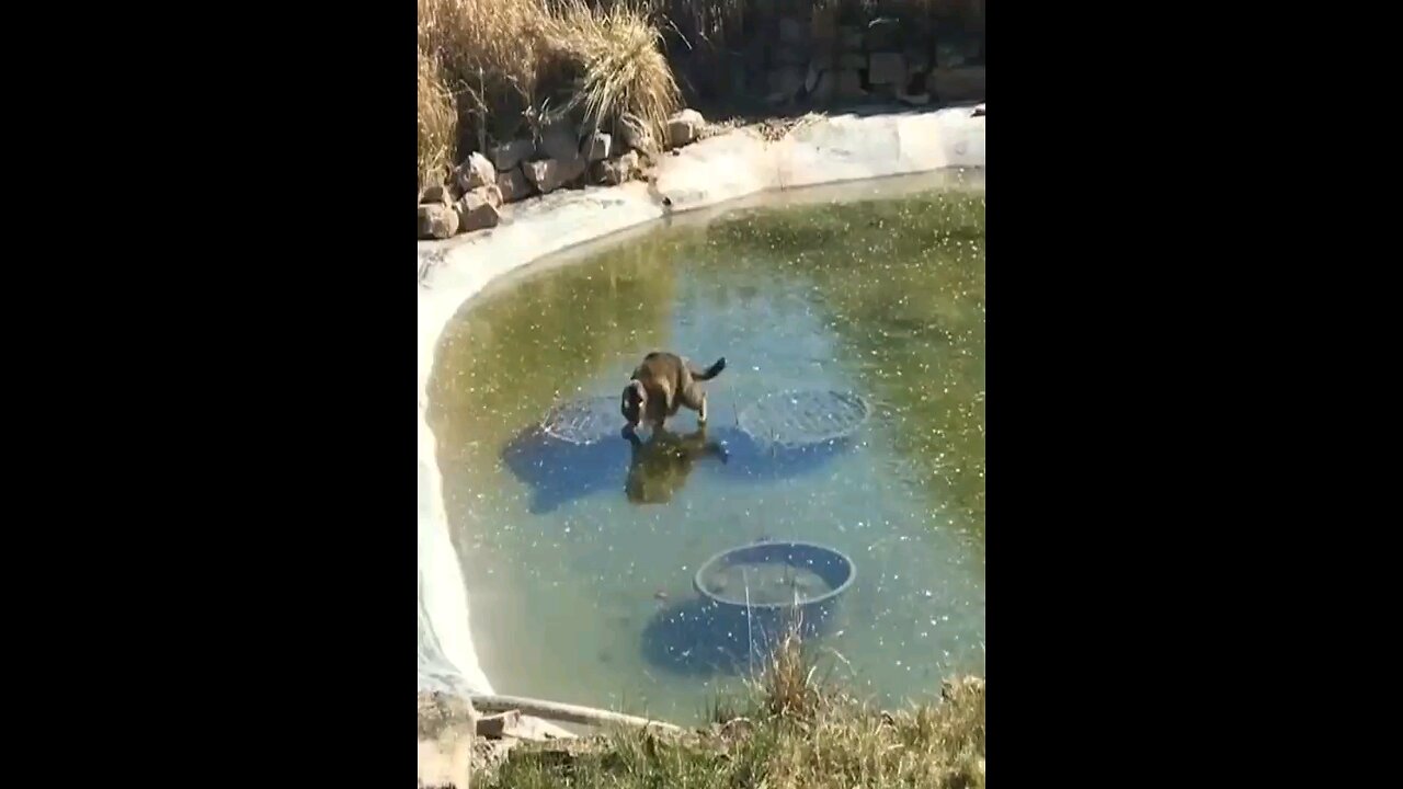 Cat chasing fish under the ice