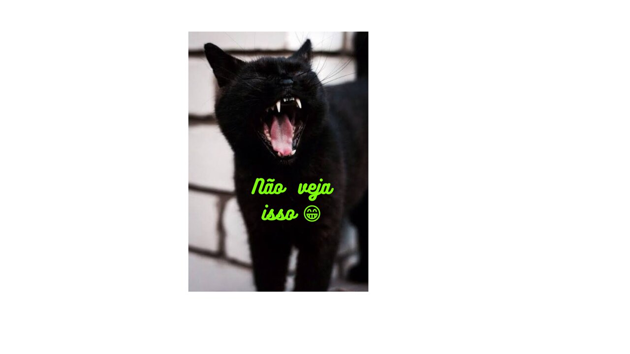 Funny cat vĂdeos đŸ¤© principais vĂdeos gatos essa semana