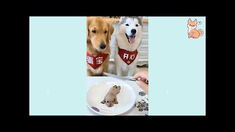 Dog Reaction to Cutting Cake