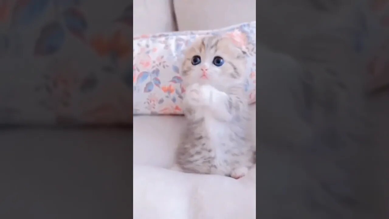 I love U kitten 🥰🥰😽 #short #kucinglucu #catcutevideo