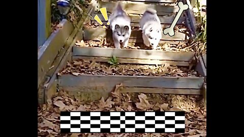 Cute puppies racing