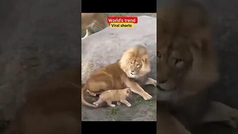 This funny lion is fire 🔥🙀🤣 #shorts #viral #trend