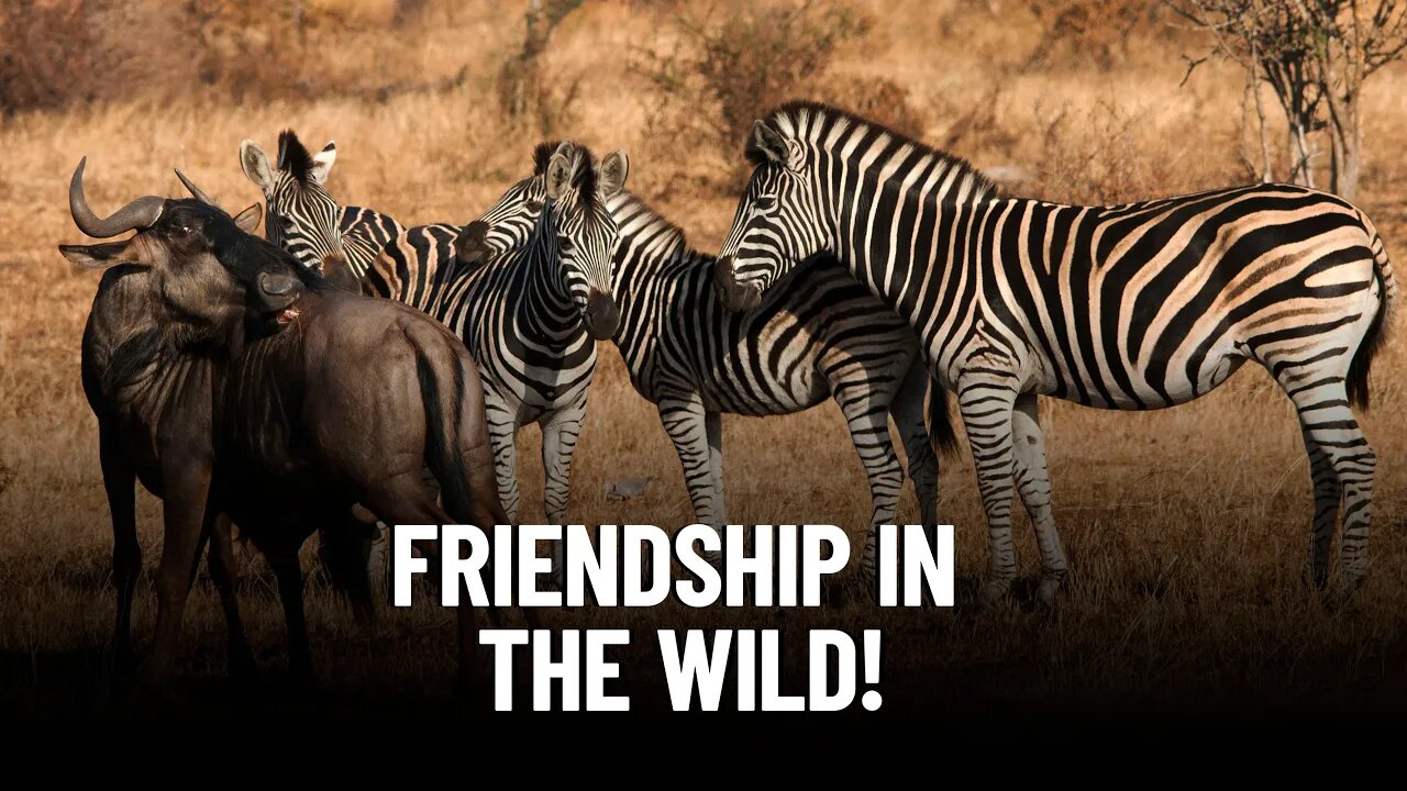 The Incredible Relationship Between Wildebeest and Zebras in African Wildlife.