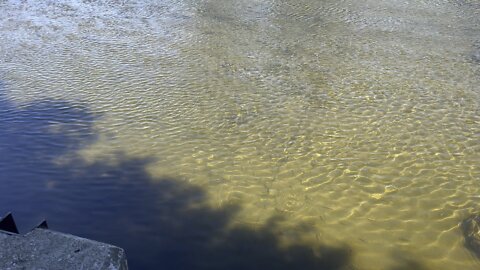 Feeding minnows