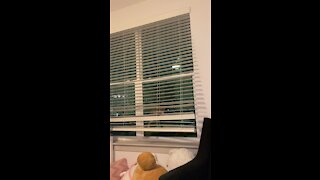 Ninja cat