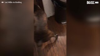 Cão fica preso em assento de sanita para crianças