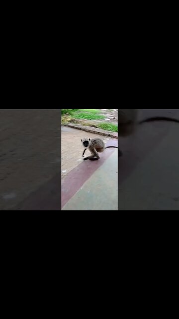 bajrangbali in my shop #shorts