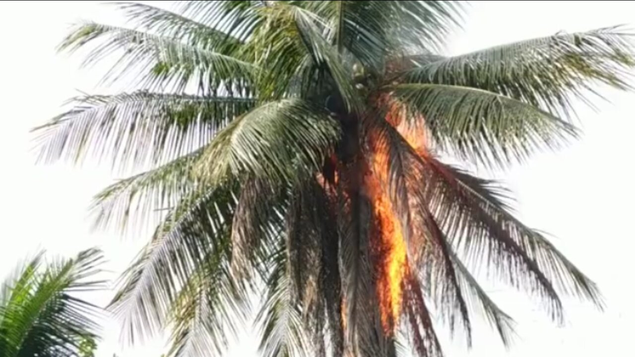 burning coconut tree