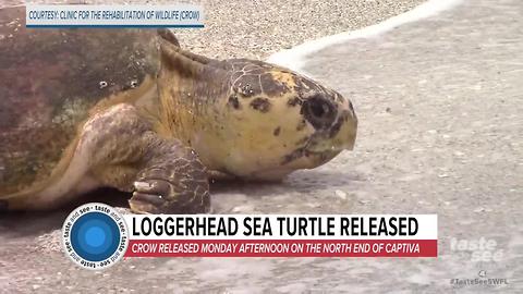 Loggerhead sea turtle released on Captiva