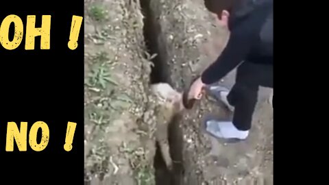 Shepherd rescues sheep, but she chooses to flee again.