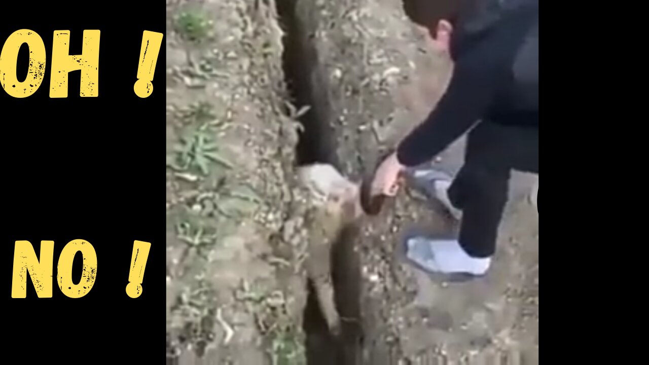 Shepherd rescues sheep, but she chooses to flee again.