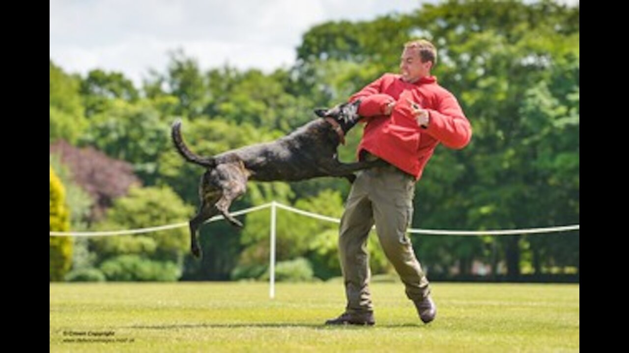 Self defense when attacked by a dog