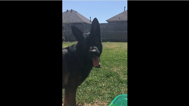 Smart dog fetches water for thirsty owner