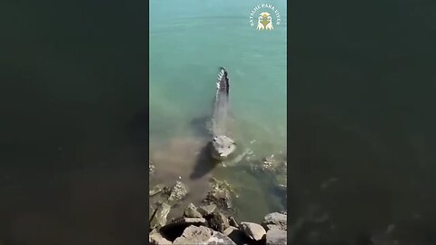 Pombo facilita e é devorado por jacaré