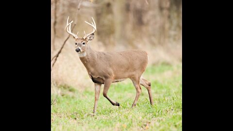 The lucky deer was saved by Hippo