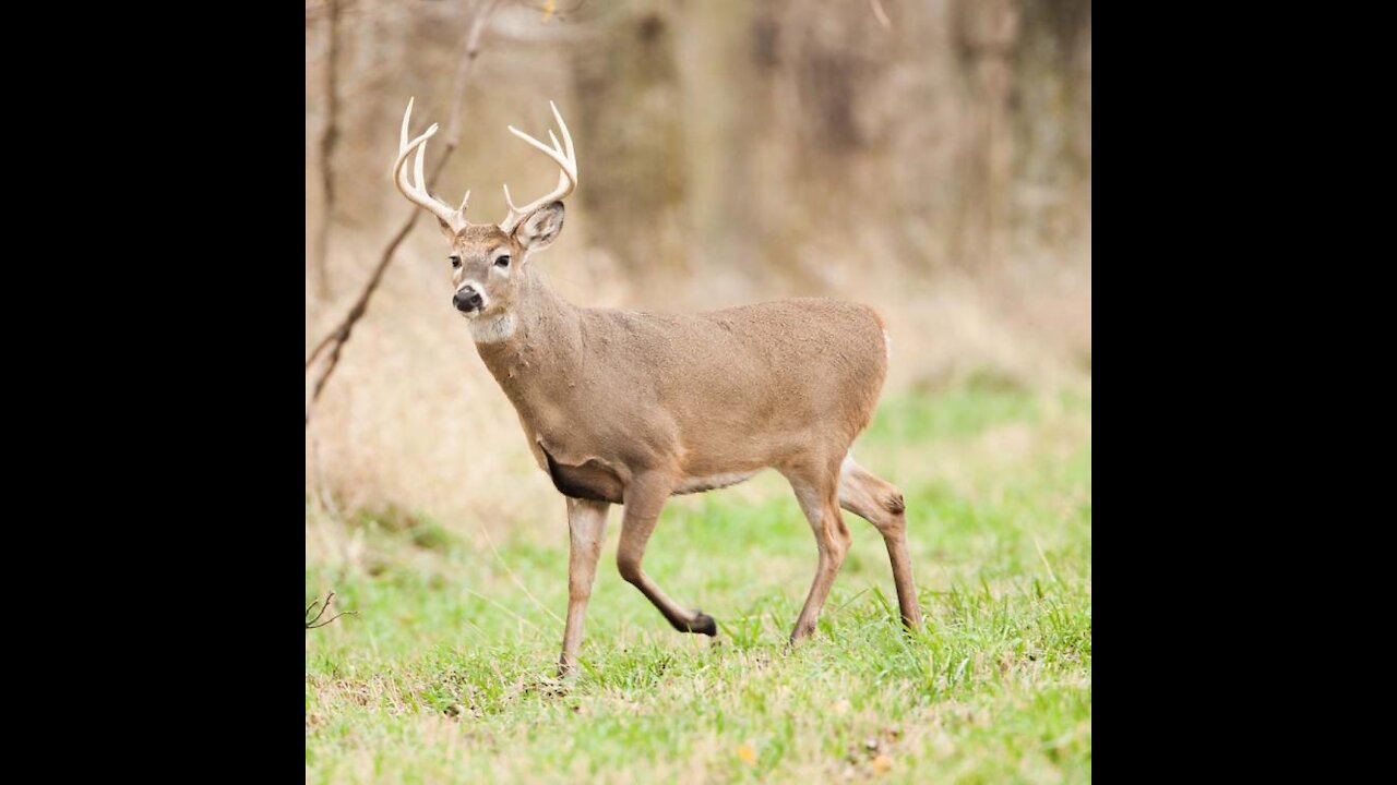 The lucky deer was saved by Hippo