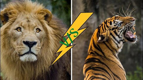 Lion VS Tiger