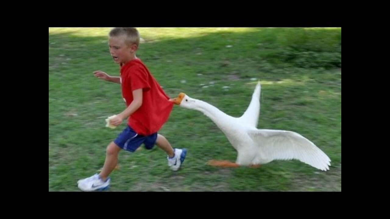 Funniest Animals 🐧 - Best Of The 2021 Funny Animal Videos 😁 - Cutest Animals Ever