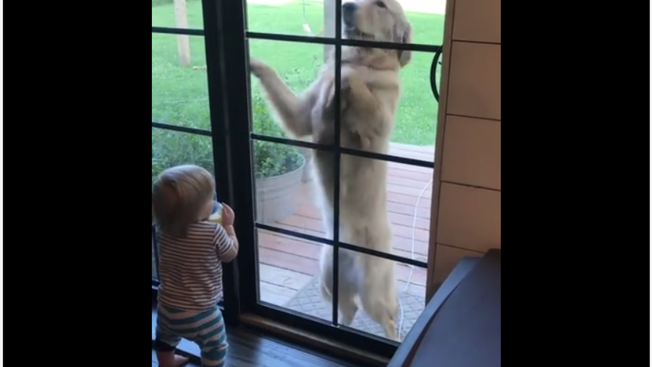 Laughing baby cracks up at Golden Retriever's antics