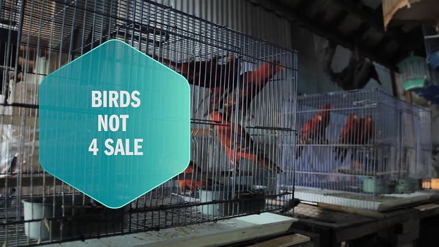 One lady saves birds from sale in Indonesia