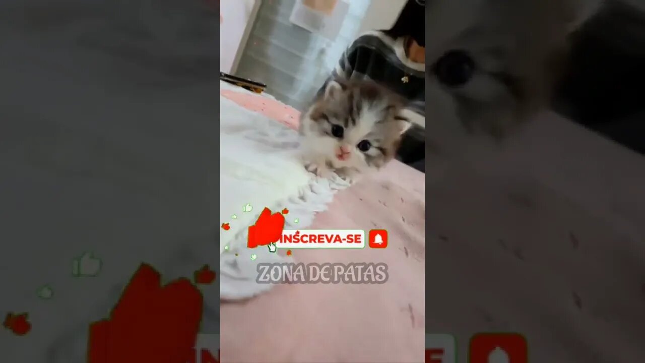 TENTE NÃO ACHAR FOFO Parte 2