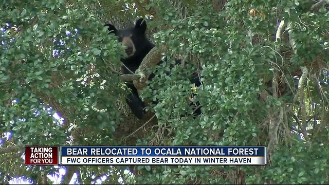 FWC captures, relocates bear from neighborhood