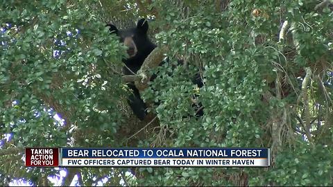 FWC captures, relocates bear from neighborhood