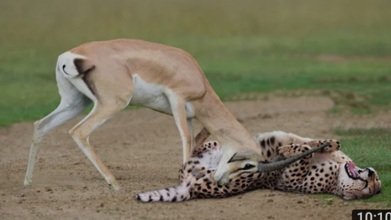 Funny Animals fails!