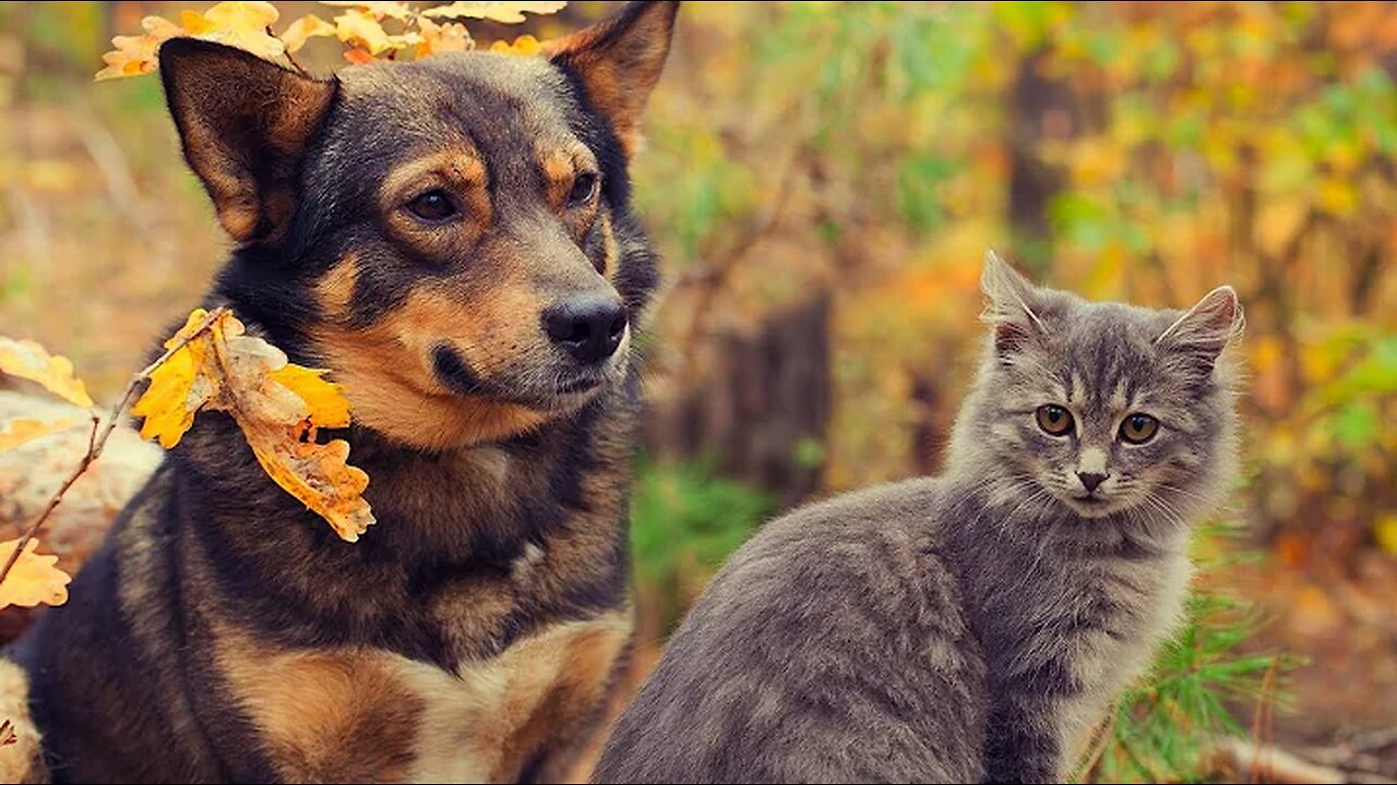 FUNNY DOGS AND CATS, UPBEAT MUSIC, CALMING, SOOTHING AND ENJOYABLE, CUTE PETS FUNNY VIDEOS