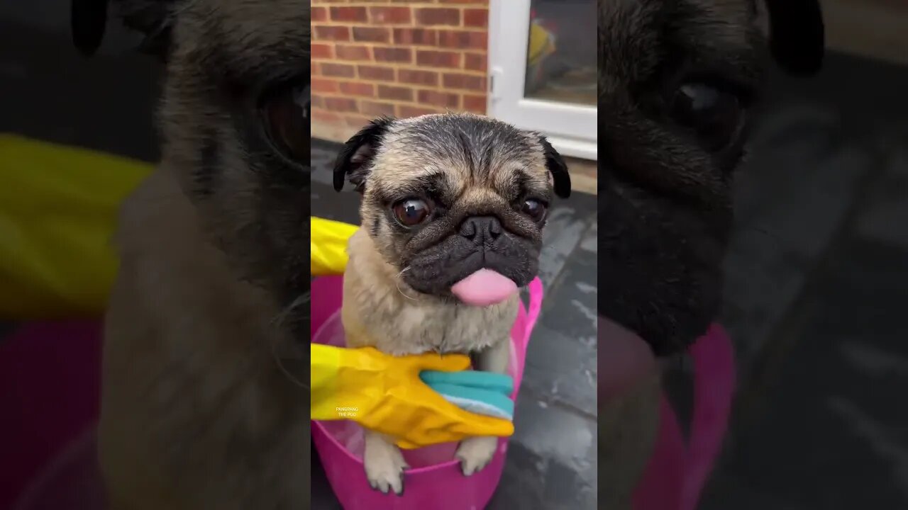 The best part of dog baths? 😋 #pug #pugs #pugdog #puglovers #puglife